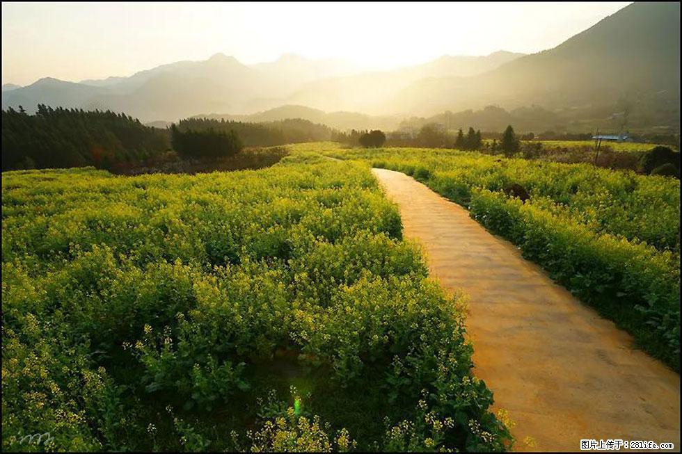 【春天，广西桂林灌阳县向您发出邀请！】长坪村油菜盛情花开 - 游山玩水 - 德州生活社区 - 德州28生活网 dz.28life.com