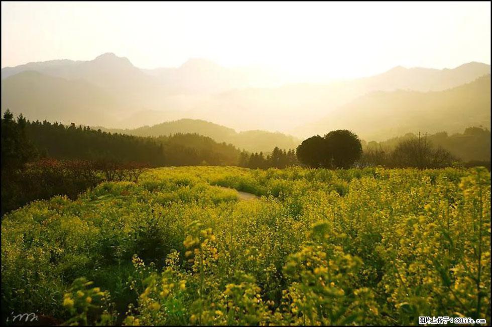【春天，广西桂林灌阳县向您发出邀请！】长坪村油菜盛情花开 - 游山玩水 - 德州生活社区 - 德州28生活网 dz.28life.com
