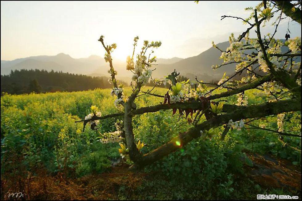 【春天，广西桂林灌阳县向您发出邀请！】长坪村油菜盛情花开 - 游山玩水 - 德州生活社区 - 德州28生活网 dz.28life.com