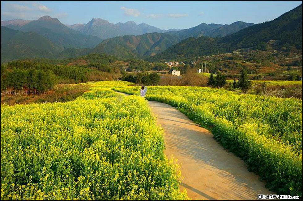 【春天，广西桂林灌阳县向您发出邀请！】长坪村油菜盛情花开 - 游山玩水 - 德州生活社区 - 德州28生活网 dz.28life.com