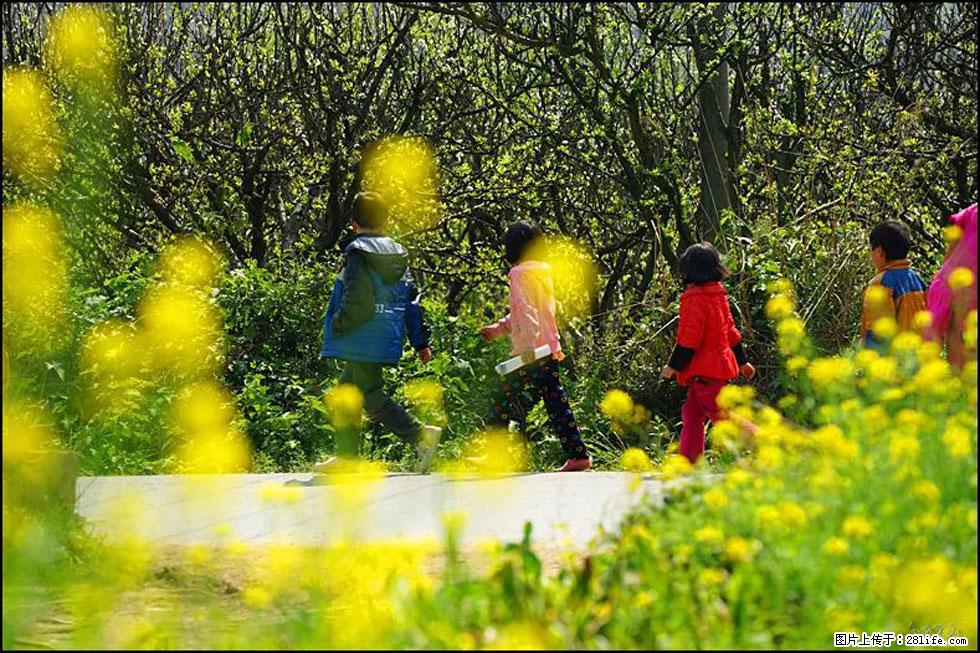 【春天，广西桂林灌阳县向您发出邀请！】长坪村油菜盛情花开 - 游山玩水 - 德州生活社区 - 德州28生活网 dz.28life.com