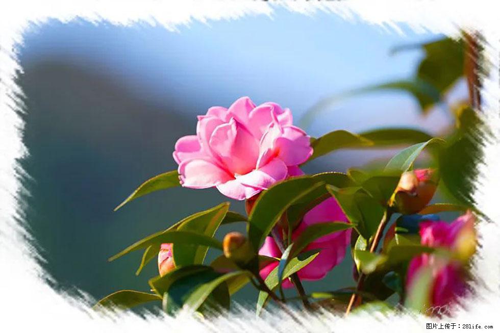 【春天，广西桂林灌阳县向您发出邀请！】杨柳井茶花惹人爱 - 游山玩水 - 德州生活社区 - 德州28生活网 dz.28life.com