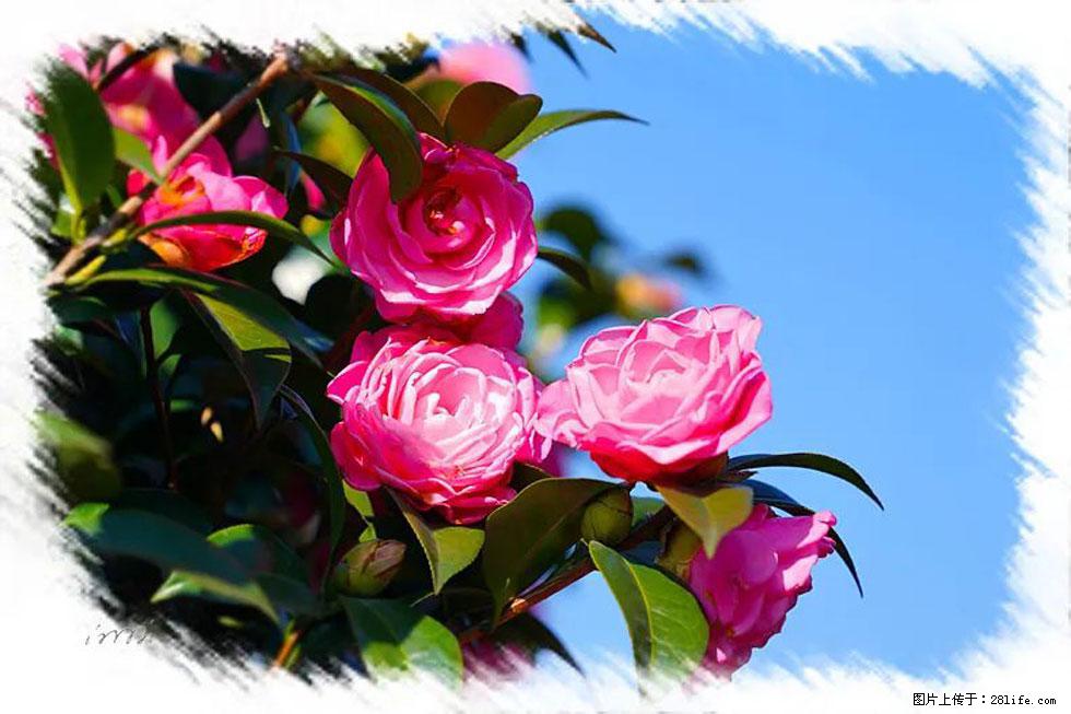 【春天，广西桂林灌阳县向您发出邀请！】杨柳井茶花惹人爱 - 游山玩水 - 德州生活社区 - 德州28生活网 dz.28life.com