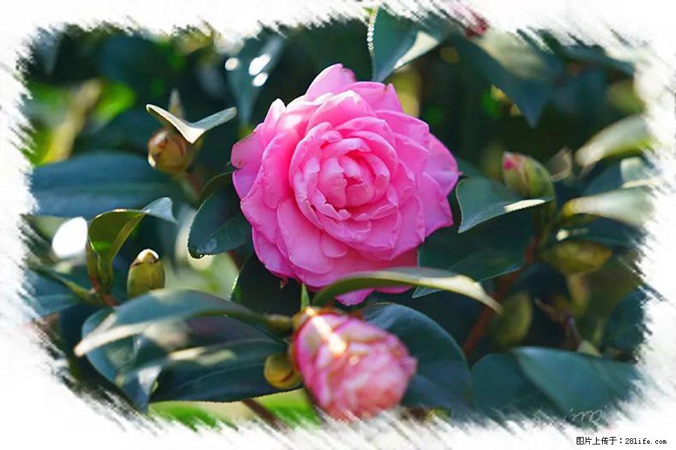 【春天，广西桂林灌阳县向您发出邀请！】杨柳井茶花惹人爱 - 游山玩水 - 德州生活社区 - 德州28生活网 dz.28life.com