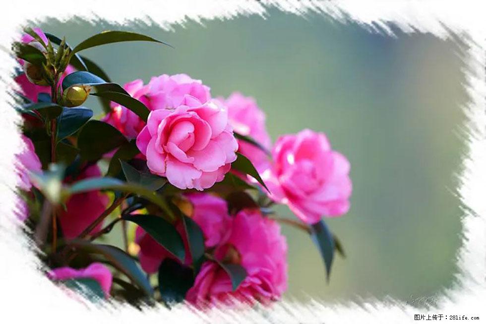 【春天，广西桂林灌阳县向您发出邀请！】杨柳井茶花惹人爱 - 游山玩水 - 德州生活社区 - 德州28生活网 dz.28life.com