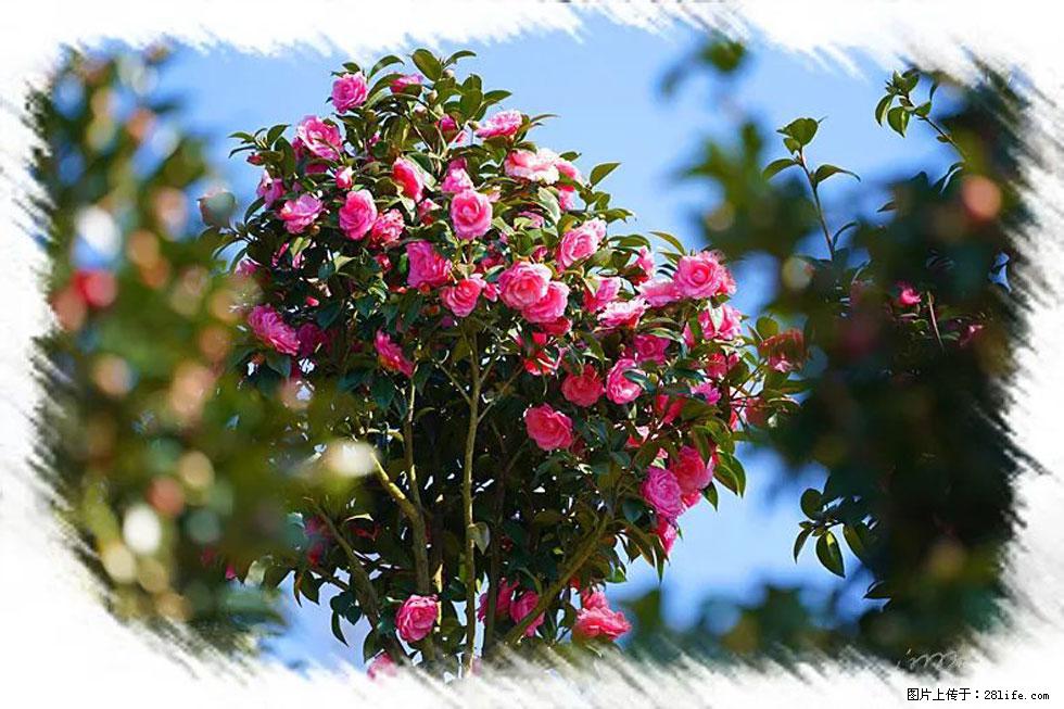 【春天，广西桂林灌阳县向您发出邀请！】杨柳井茶花惹人爱 - 游山玩水 - 德州生活社区 - 德州28生活网 dz.28life.com