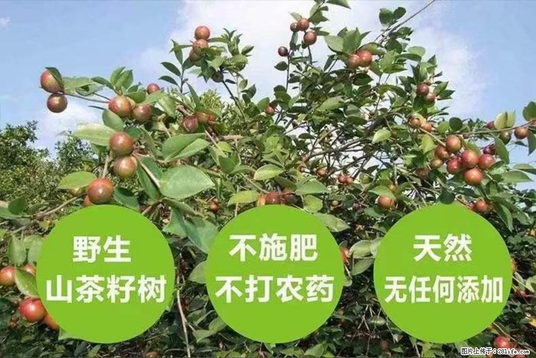 【灌阳县油茶产业示范区】一个有着充实的精神生活的人，对待身外之物自会有一种淡泊的态度 - 土特产 - 饮食特产 - 德州分类信息 - 德州28生活网 dz.28life.com