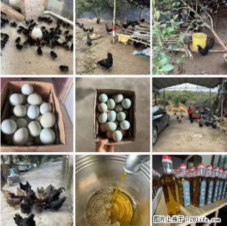 油茶园从小鸡仔开始养起的纯土鸡、土鸡蛋可以预定啦！还有前几天刚榨的纯山茶油哦 - 德州28生活网 dz.28life.com