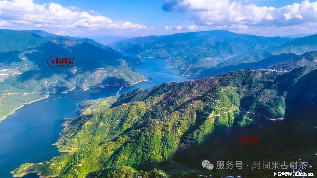 时间果百年古树龙珠普洱生茶 - 购物交流 - 德州生活社区 - 德州28生活网 dz.28life.com