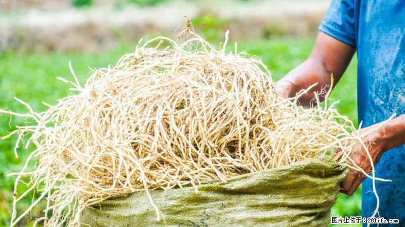 堪称“最难吃”的蔬菜,却是 “抗辐射神器”,还能护肺、清热、止咳化痰! - 德州生活资讯 - 德州28生活网 dz.28life.com