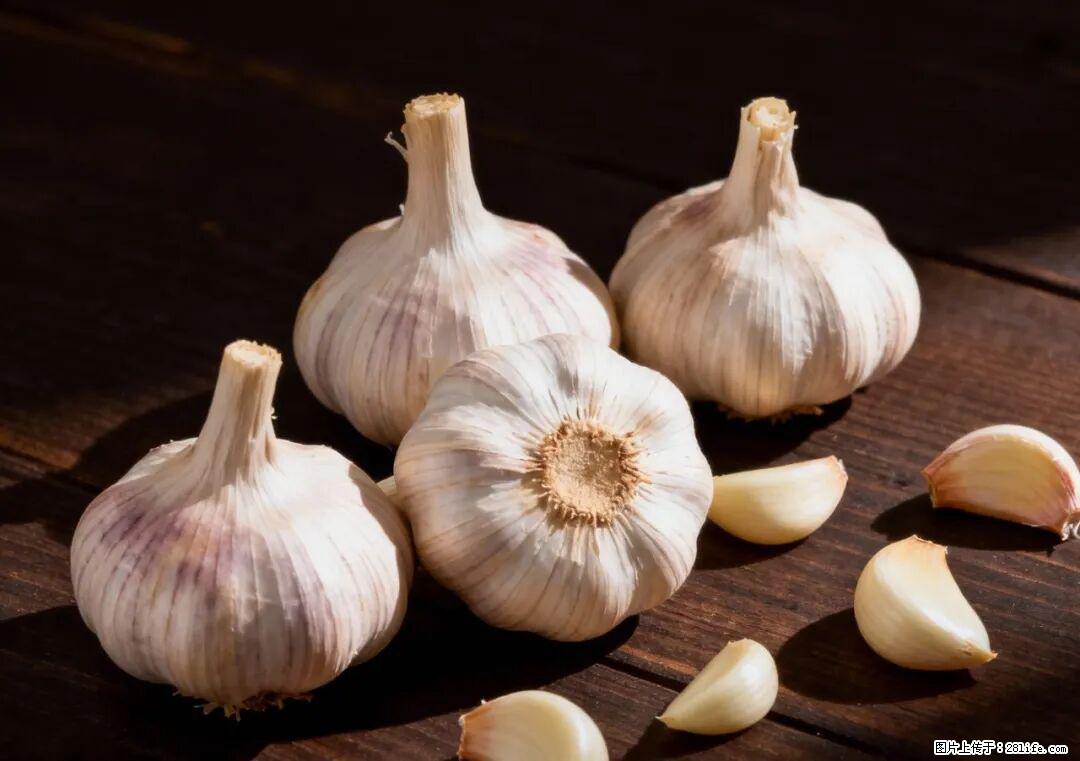 关于大蒜，除了“天然抗生素”，这4个谣言更该警惕! - 德州生活资讯 - 德州28生活网 dz.28life.com