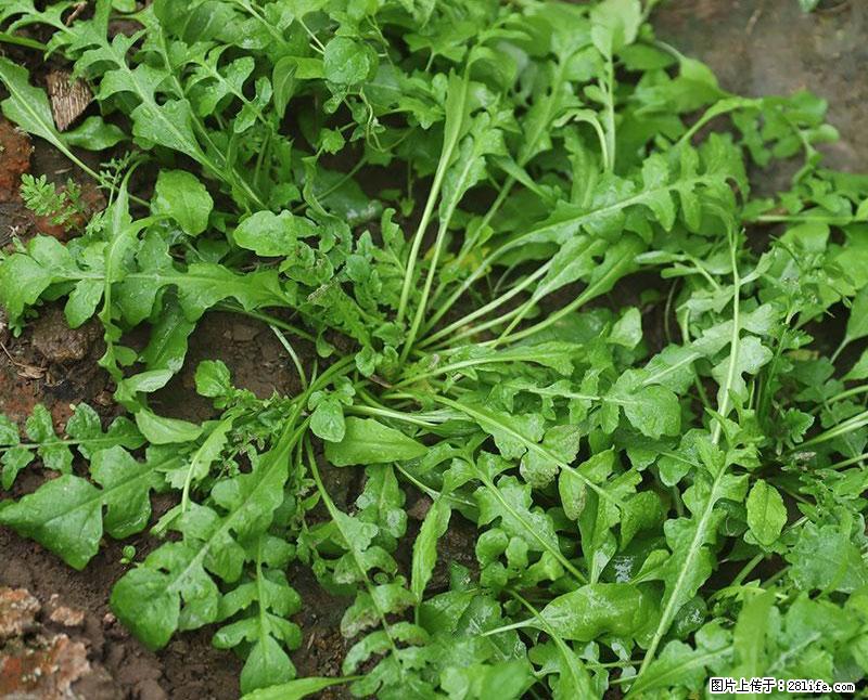 这些蔬菜是“天然钙片”，这6种被医生重点推荐 - 德州生活资讯 - 德州28生活网 dz.28life.com