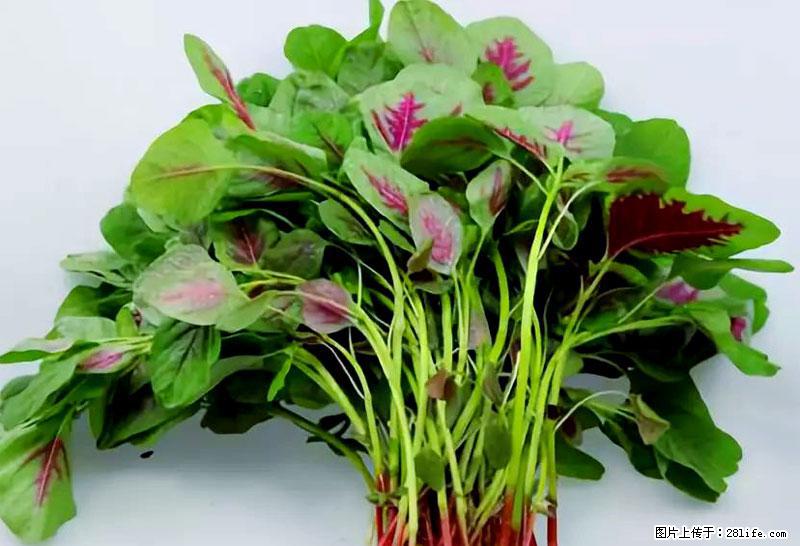 这些蔬菜是“天然钙片”，这6种被医生重点推荐 - 德州生活资讯 - 德州28生活网 dz.28life.com