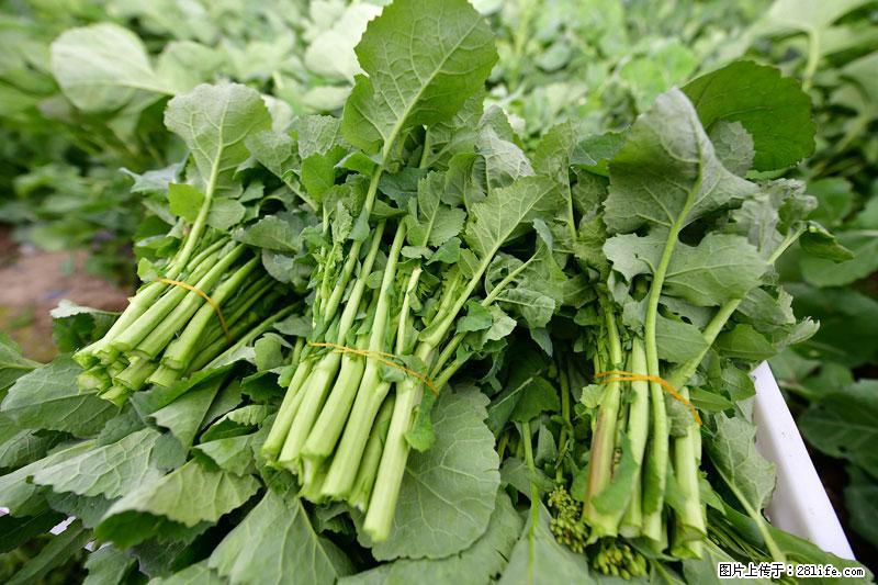 这些蔬菜是“天然钙片”，这6种被医生重点推荐 - 德州生活资讯 - 德州28生活网 dz.28life.com